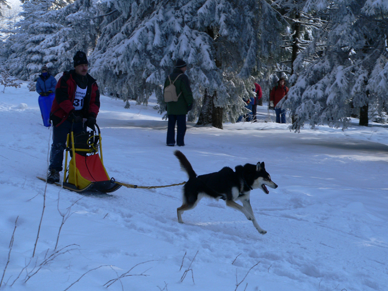 Schlittenhunderennen_Feldberg_01