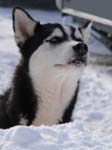 Husky_02