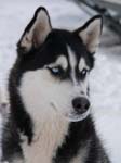 Husky_06