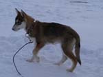 Husky_Welpe_11Wochen_02