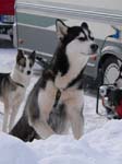 Neugieriger_Husky