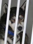 Schlittenhund_in_Transportbox