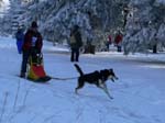 Schlittenhunderennen_Feldberg_01