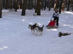 Schlittenhunderennen_Feldberg_03