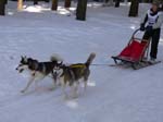 Schlittenhunderennen_Feldberg_04