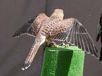 Tumfalke