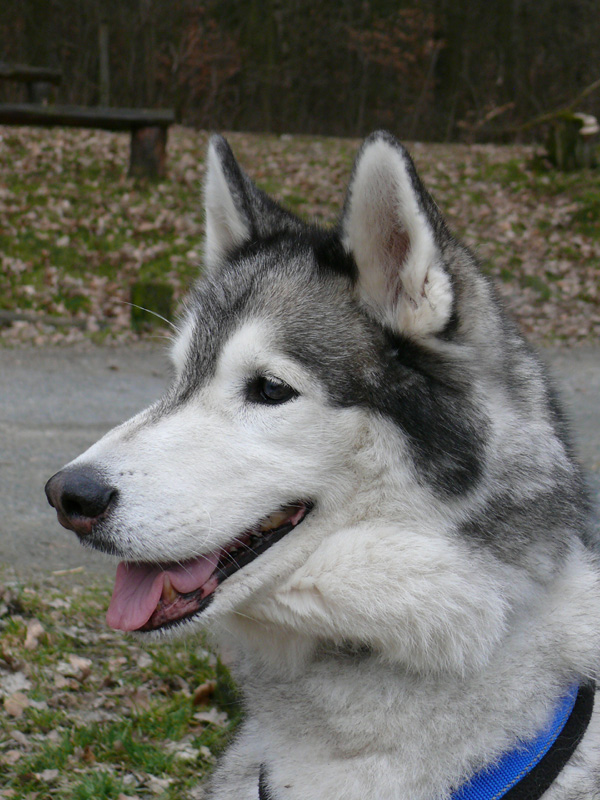 15_Husky