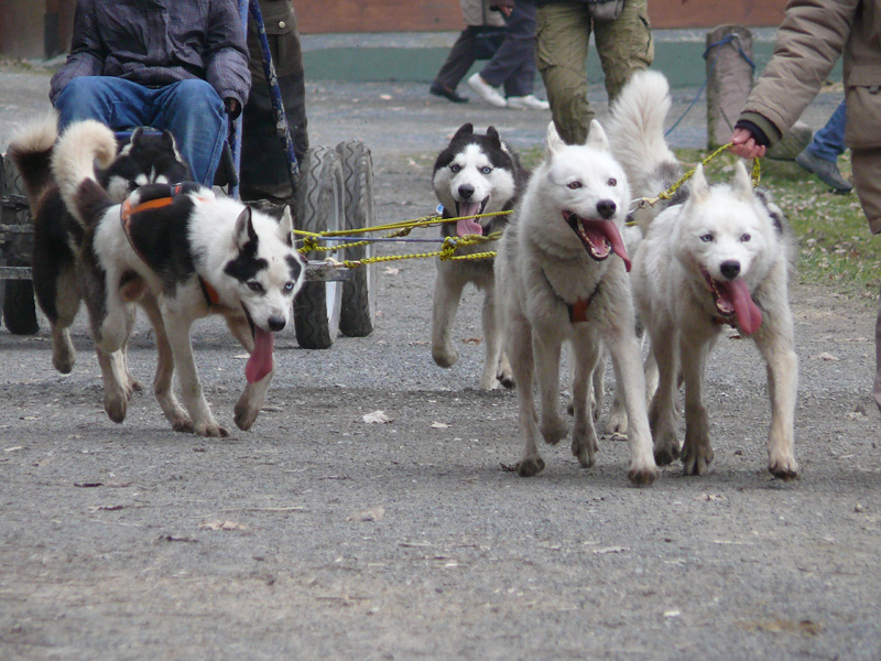 16_Schlittenhunde_beim_Laufen
