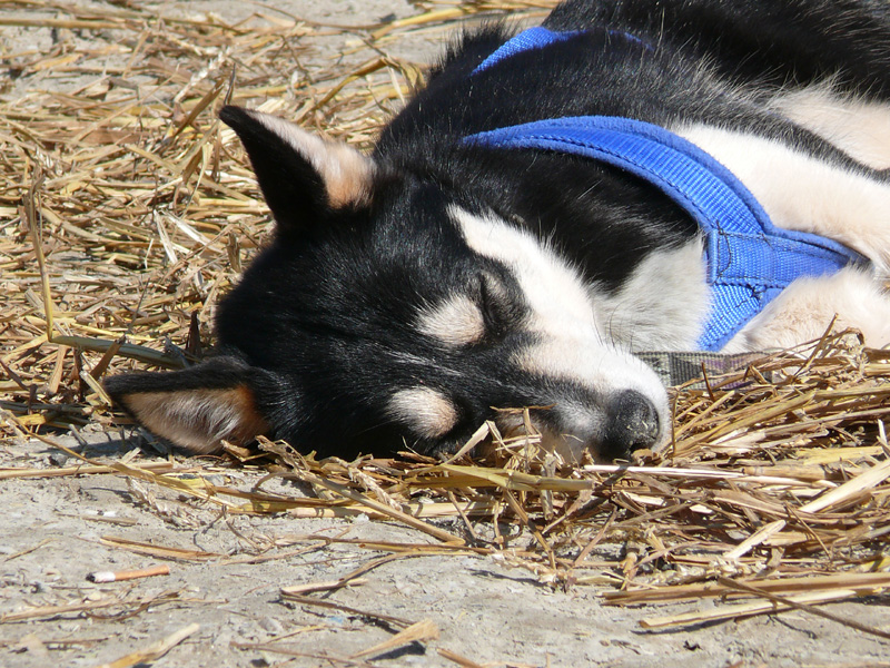 20_Hundemuede