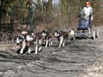 05_Schlittenhundewagen