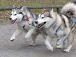 07_Huskies_beim_Rennen