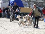 09_Schlittenhunde_beim_Start