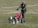 10_Schlittenhundegespann_mit_Wagen