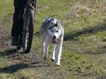 13_Schlittenhund_mit_Fahrrad