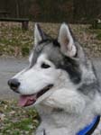 15_Husky