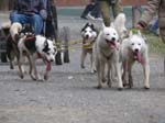 16_Schlittenhunde_beim_Laufen