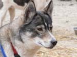 21_Schlittenhund