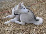 22_Huskywelpe