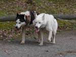 23_Voller_Kraft_und_Tatendrang
