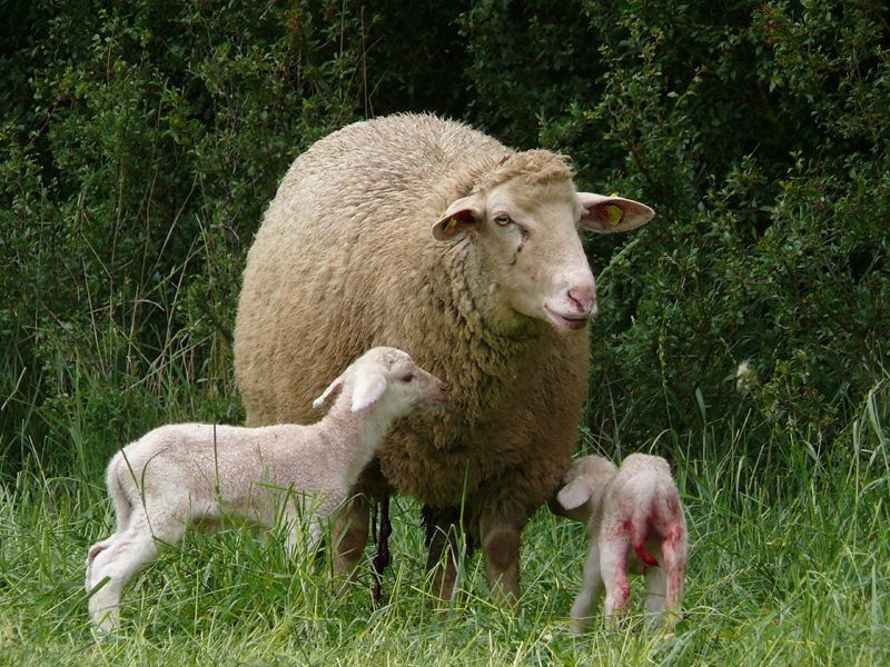Mutterschaf_mit_Laemmern