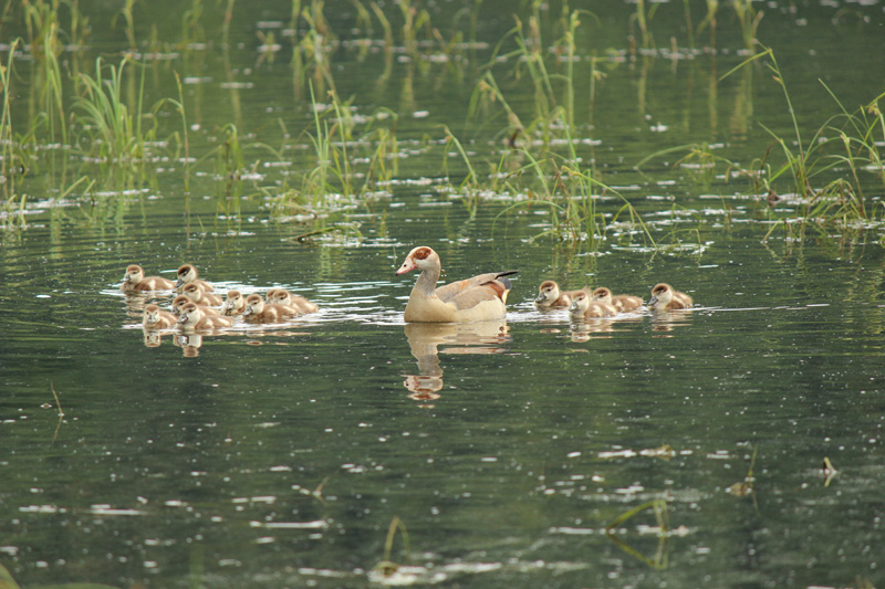 11_Nilgans_mit_Jungen