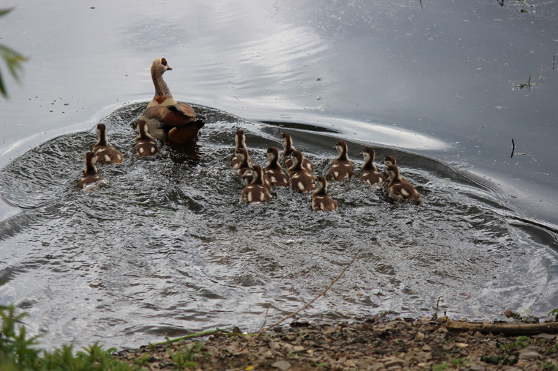 Nilgans_mit_14_Jugen