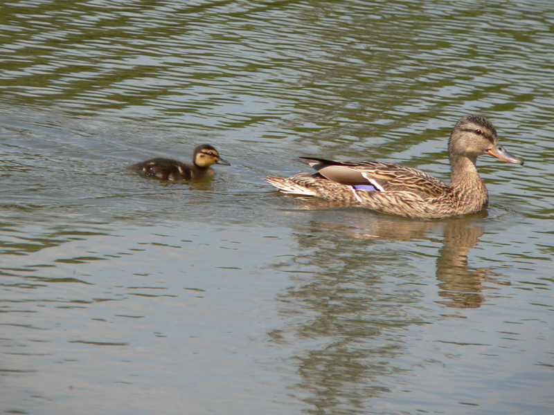 Ente_mit_Küken2