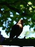Amsel