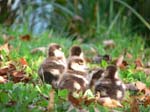 Kleine_Nilgänse