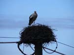 Storch