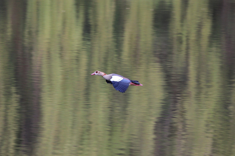 Ente_im_Flug