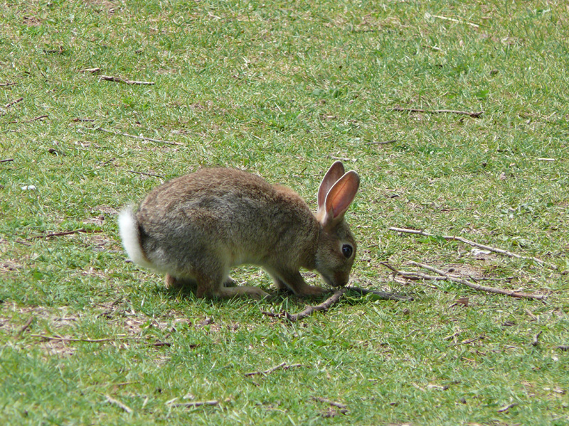 Kaninchen