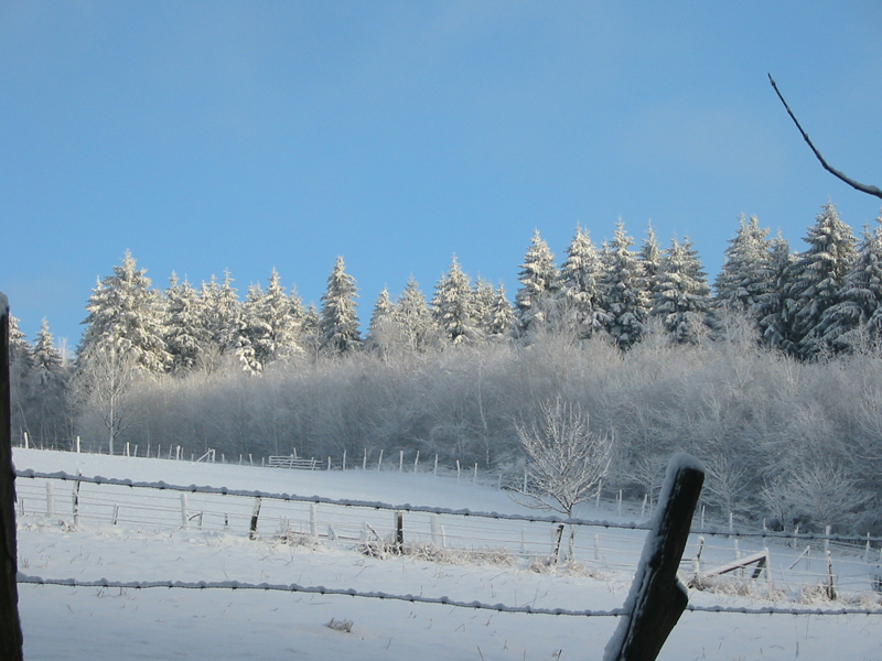 Mischwald_im_Schnee