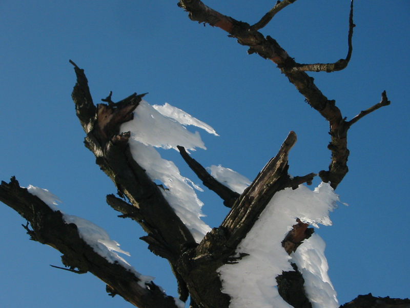 Schnee_Eis_Baum