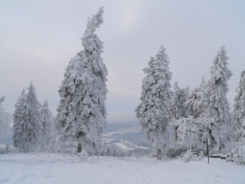 Tannen_im_Schnee_Feldberg