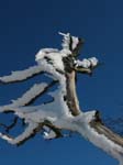 Schnee_Baum