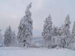 Tannen_im_Schnee_Feldberg